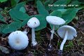 Leucoagaricus serenus-amf1225